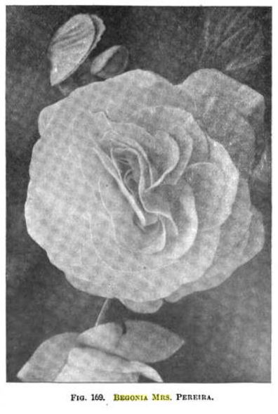 B. ‘Mrs. Pereira’